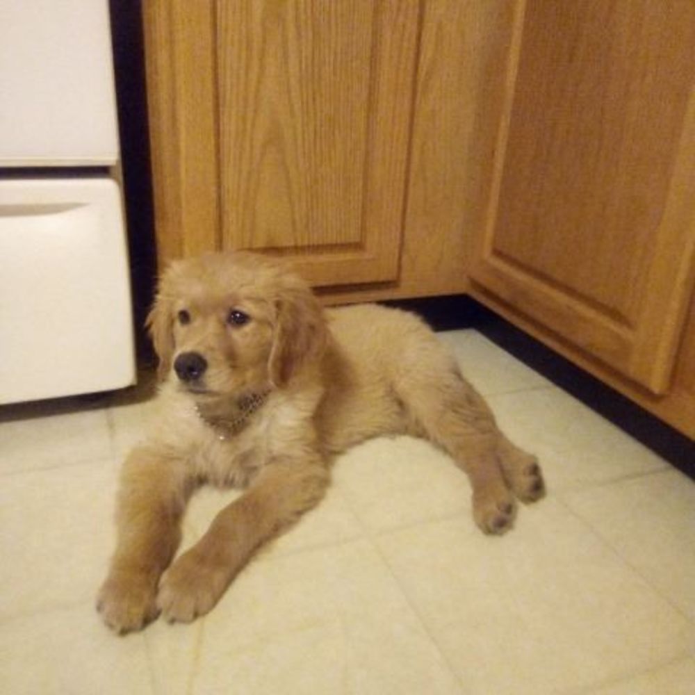 Meet your Posher, Penny